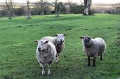 Young rams up on the wolds