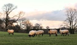 Ewes close to lambing