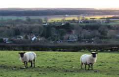 Ewes on the Lincolnshire Wolds