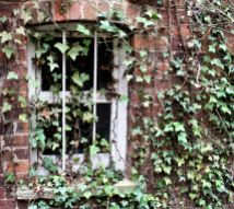 Ivy clad window