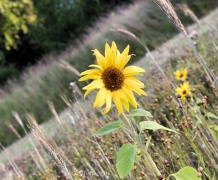 Wildflower headland on Lincolnshire farmland