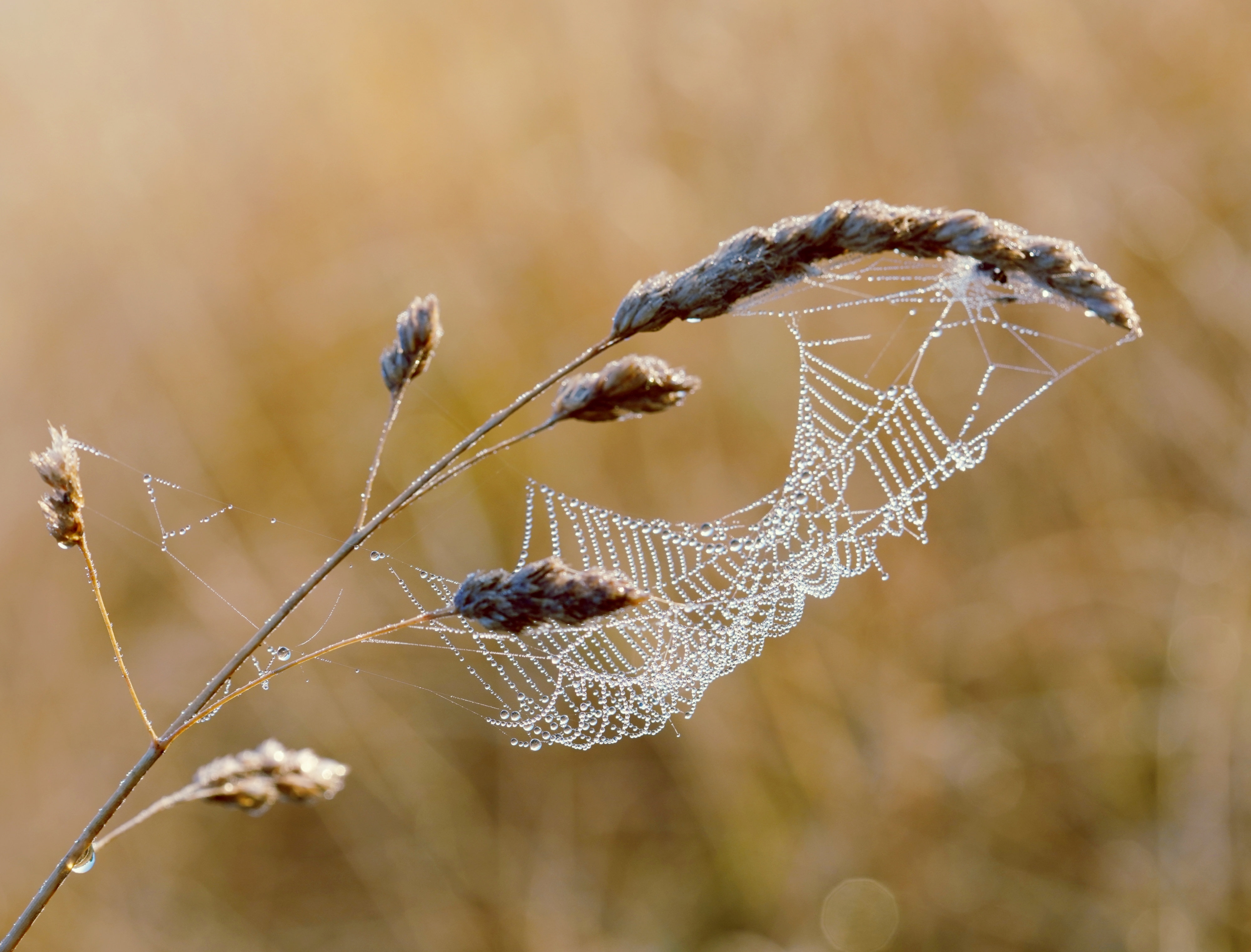 Dew-covered cobweb on grass